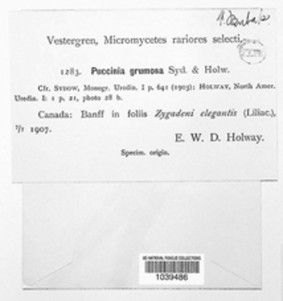 Puccinia grumosa image